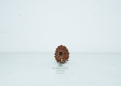 13 Mukhi Nepali Rudraksha - 1315