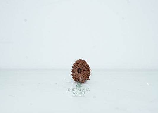 13 Mukhi Nepali Rudraksha - 1315