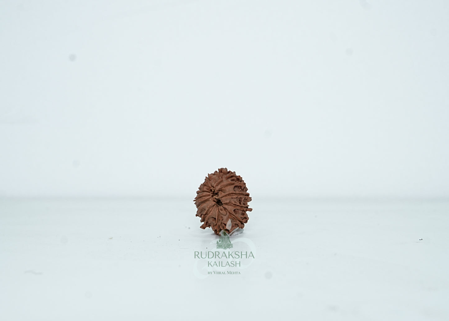 13 Mukhi Nepali Rudraksha - 1315