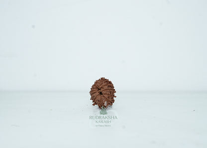 13 Mukhi Nepali Rudraksha - 1315