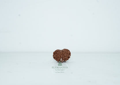 13 Mukhi Nepali Rudraksha - 1315