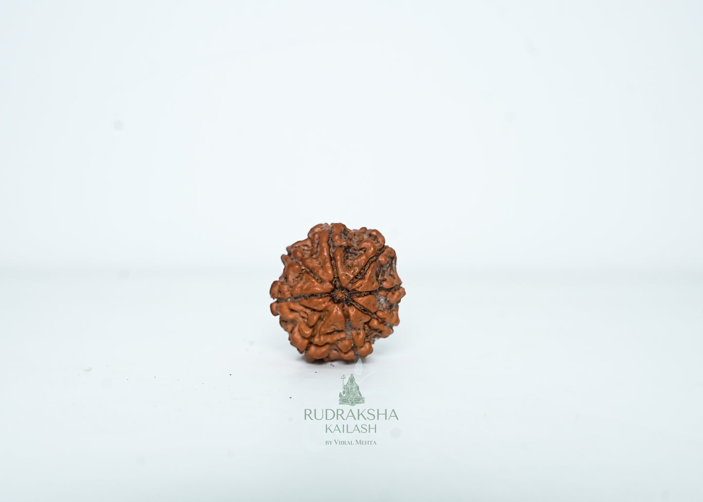 8 Mukhi Nepali Rudraksha - 0801