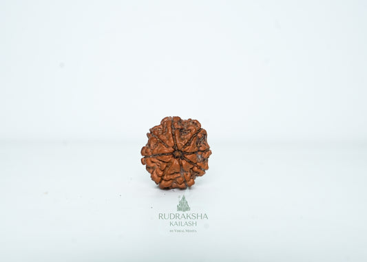 8 Mukhi Nepali Rudraksha - 0801