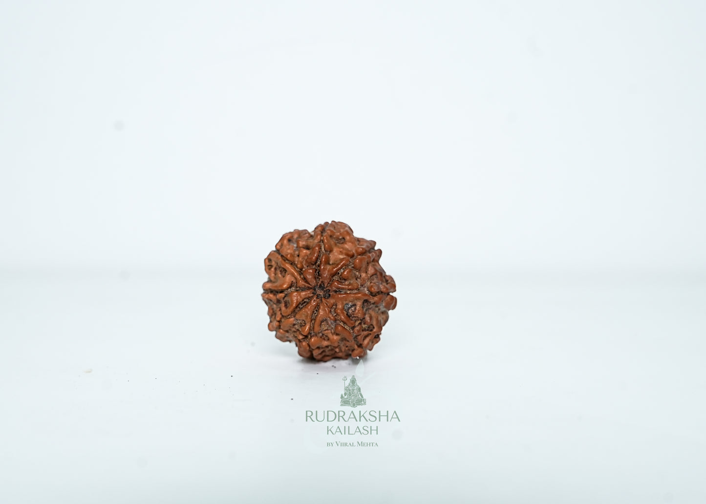 8 Mukhi Nepali Rudraksha - 0801