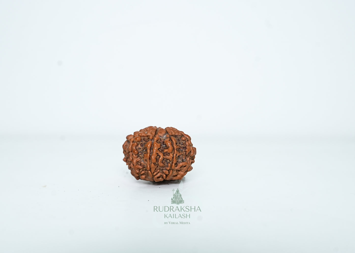 8 Mukhi Nepali Rudraksha - 0801