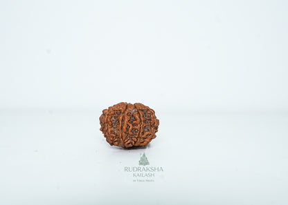 8 Mukhi Nepali Rudraksha - 0801