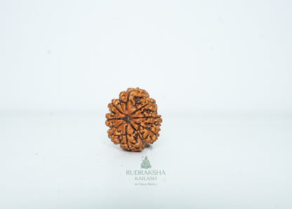 8 Mukhi Nepali Rudraksha - 0802