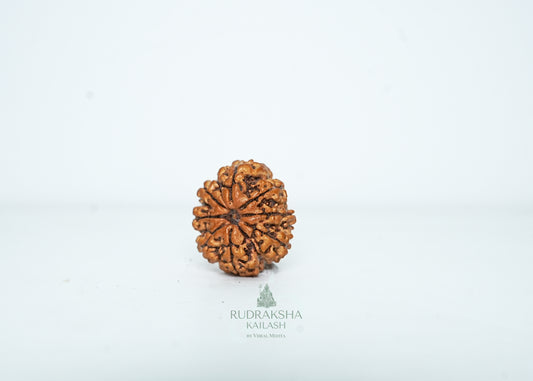 8 Mukhi Nepali Rudraksha - 0802