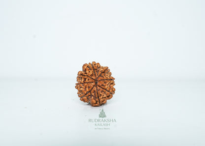 8 Mukhi Nepali Rudraksha - 0802