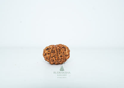 8 Mukhi Nepali Rudraksha - 0802