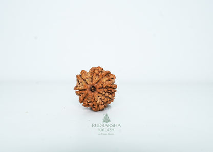 8 Mukhi Nepali Rudraksha - 0803