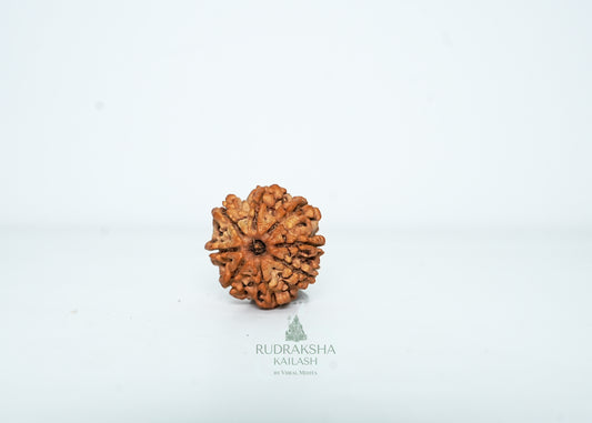 8 Mukhi Nepali Rudraksha - 0803