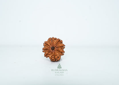 8 Mukhi Nepali Rudraksha - 0804