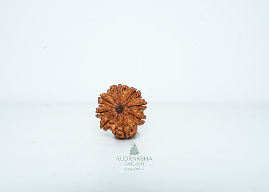 8 Mukhi Nepali Rudraksha - 0804