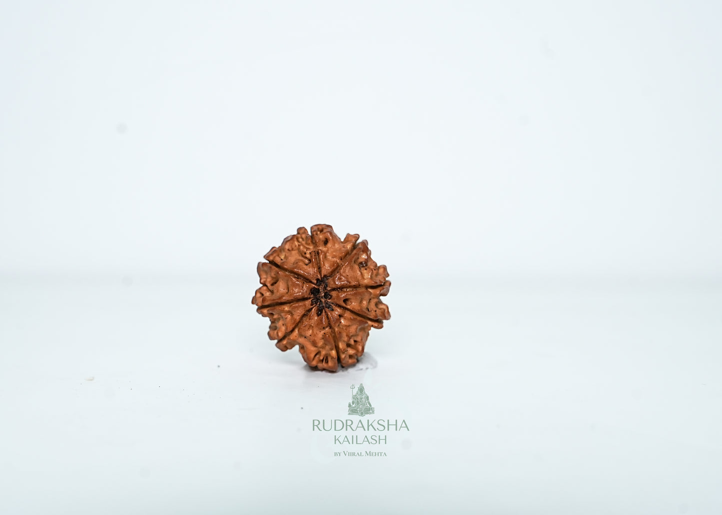 8 Mukhi Nepali Rudraksha - 0804