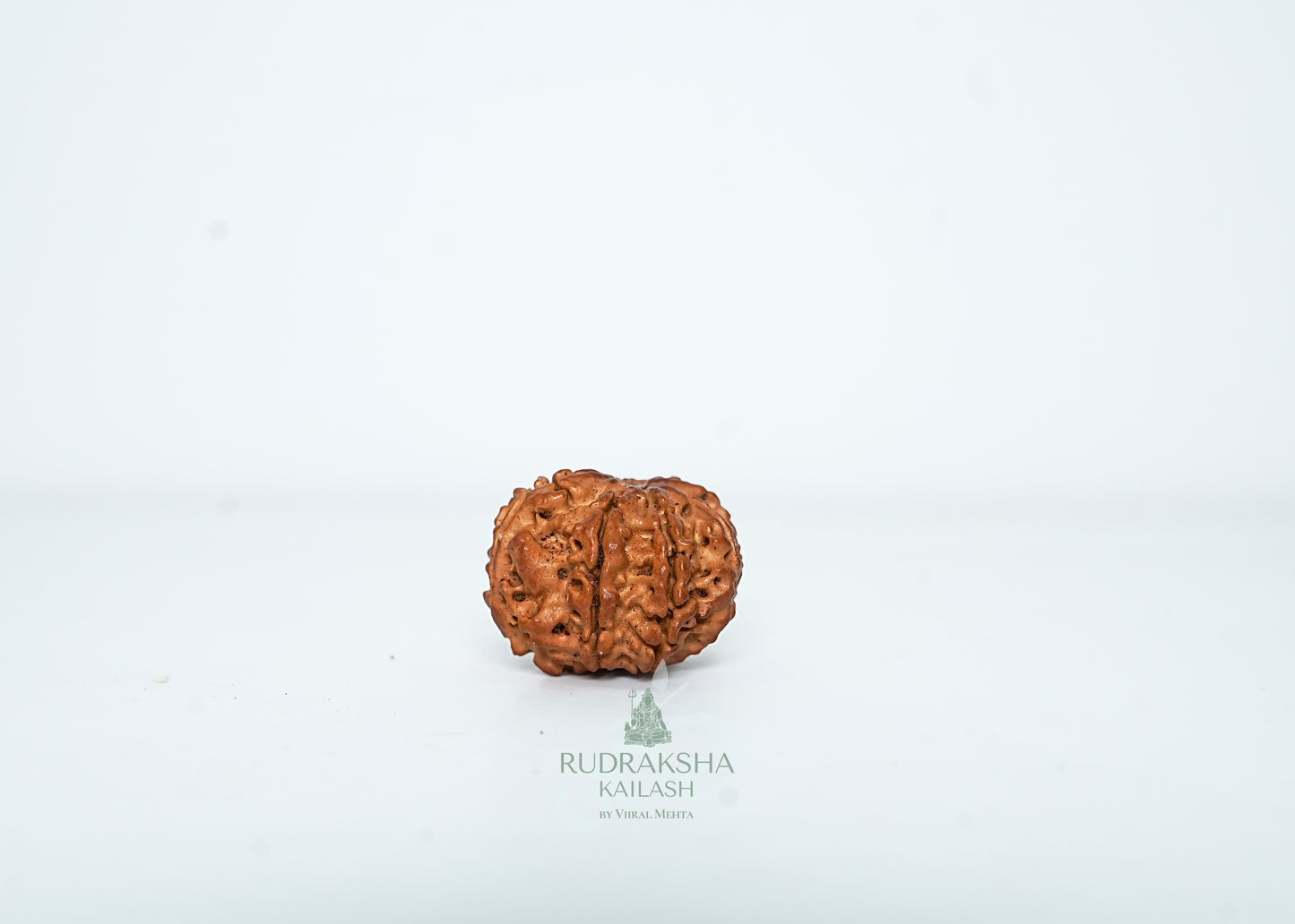 8 Mukhi Nepali Rudraksha - 0804