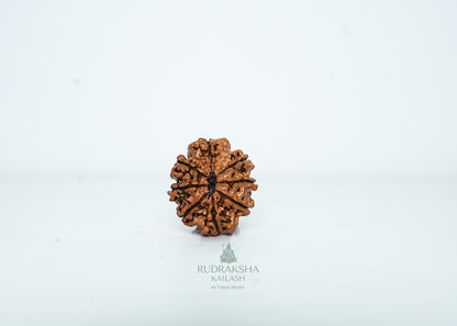 8 Mukhi Nepali Rudraksha - 0805