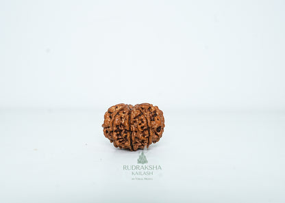 8 Mukhi Nepali Rudraksha - 0805