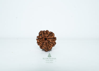 8 Mukhi Nepali Rudraksha - 0806
