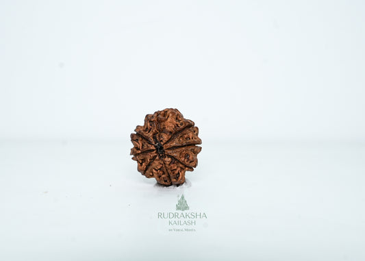 8 Mukhi Nepali Rudraksha - 0806