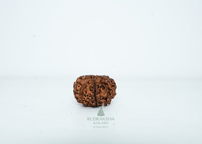 8 Mukhi Nepali Rudraksha - 0806