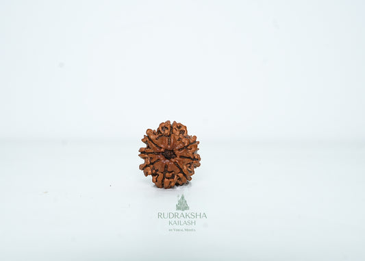 8 Mukhi Nepali Rudraksha - 0807