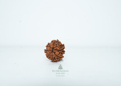 8 Mukhi Nepali Rudraksha - 0807