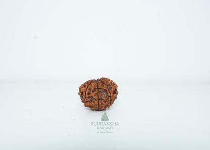 8 Mukhi Nepali Rudraksha - 0807