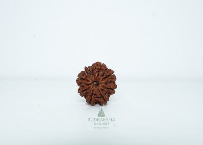 8 Mukhi Nepali Rudraksha - 0809