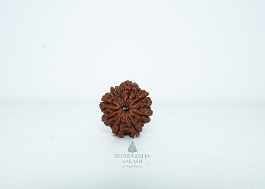 8 Mukhi Nepali Rudraksha - 0809