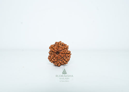 8 Mukhi Nepali Rudraksha - 0810
