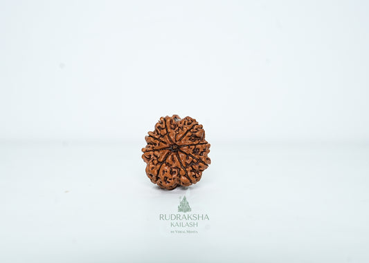8 Mukhi Nepali Rudraksha - 0812