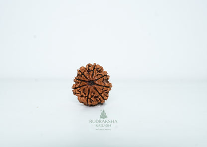 8 Mukhi Nepali Rudraksha - 0813