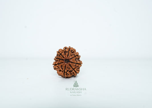 8 Mukhi Nepali Rudraksha - 0813