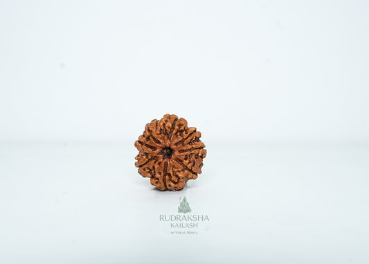 8 Mukhi Nepali Rudraksha - 0814