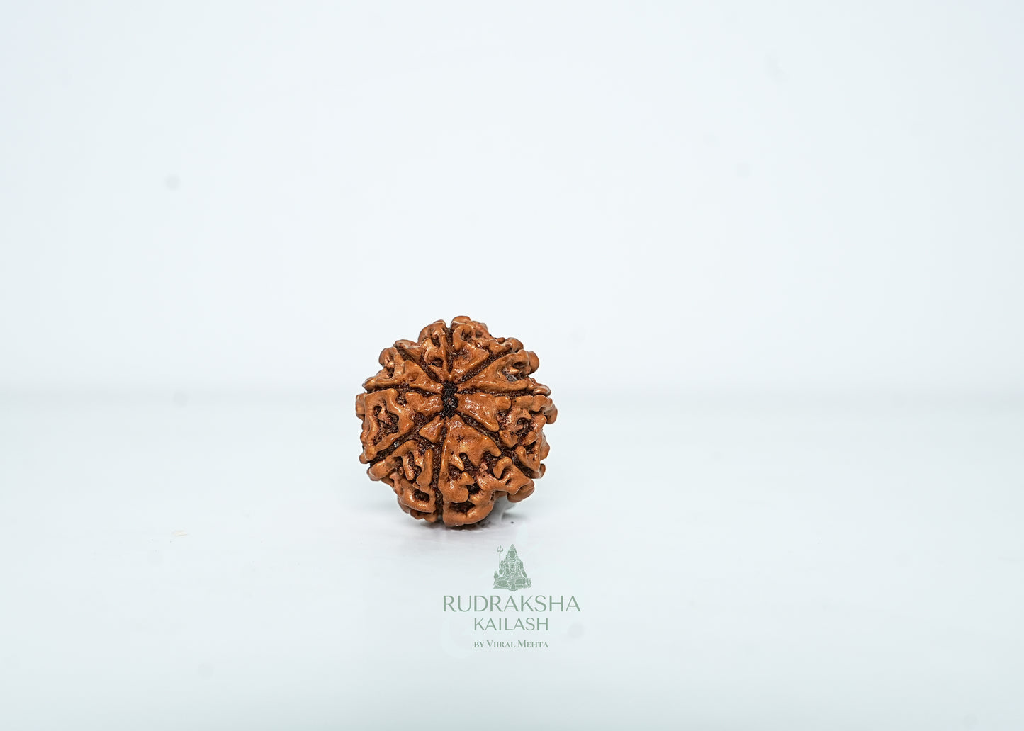 8 Mukhi Nepali Rudraksha - 0814