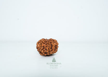 8 Mukhi Nepali Rudraksha - 0814