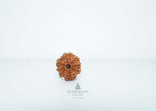 8 Mukhi Nepali Rudraksha - 0815