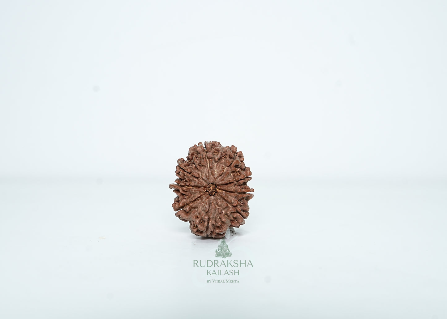 9 Mukhi Nepali Rudraksha - 0901