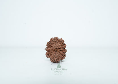 9 Mukhi Nepali Rudraksha - 0901