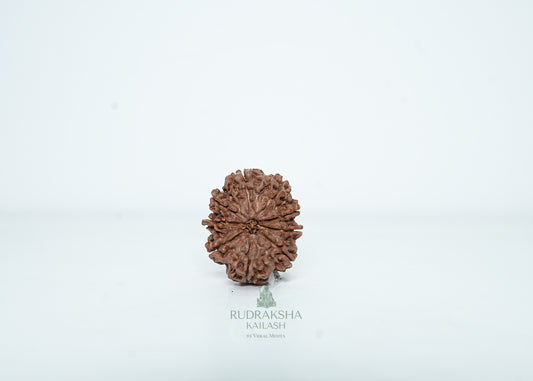 9 Mukhi Nepali Rudraksha - 0901