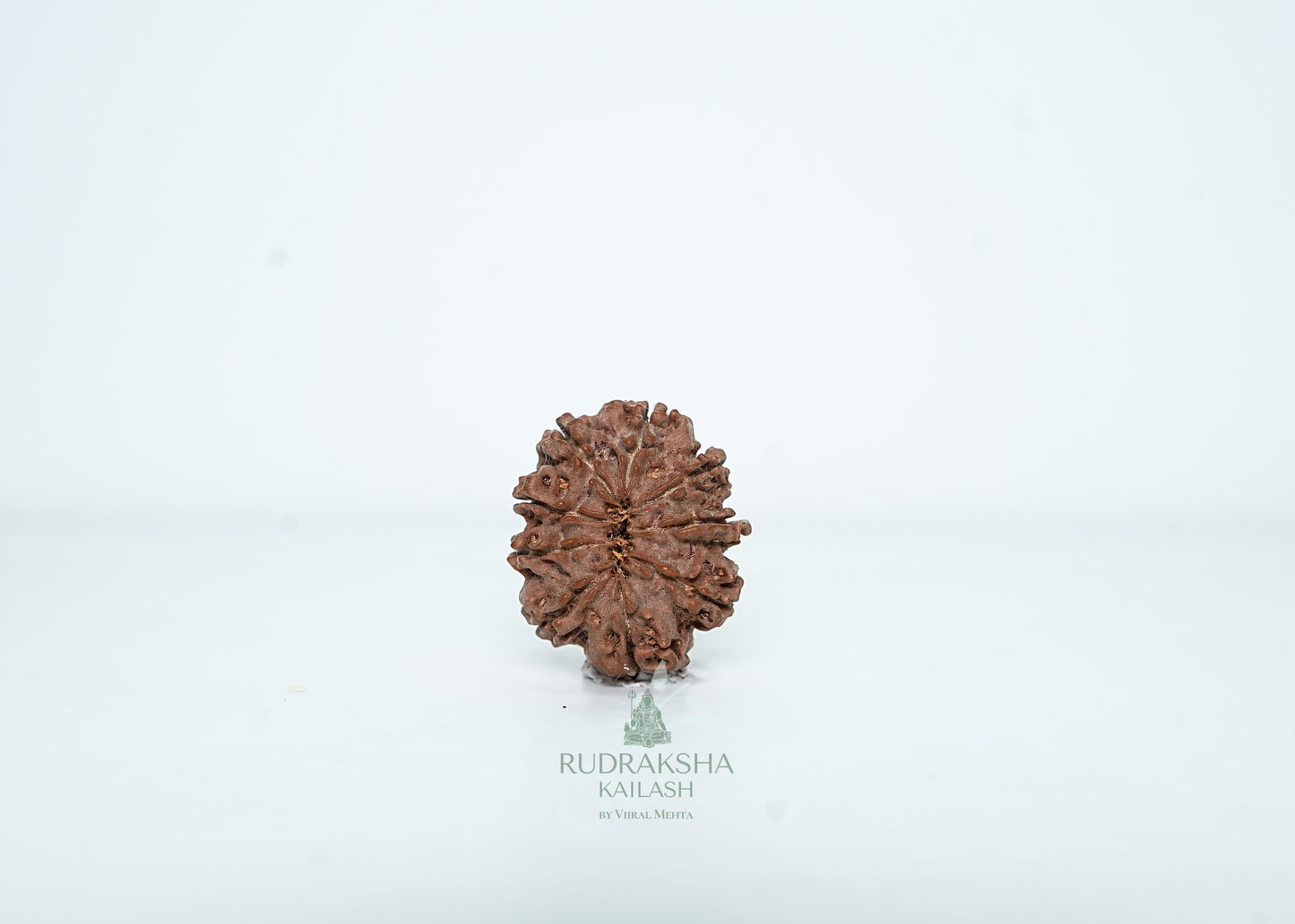 9 Mukhi Nepali Rudraksha - 0901