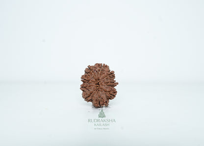 9 Mukhi Nepali Rudraksha - 0901