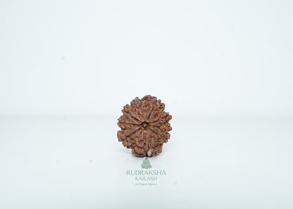 9 Mukhi Nepali Rudraksha - 0902