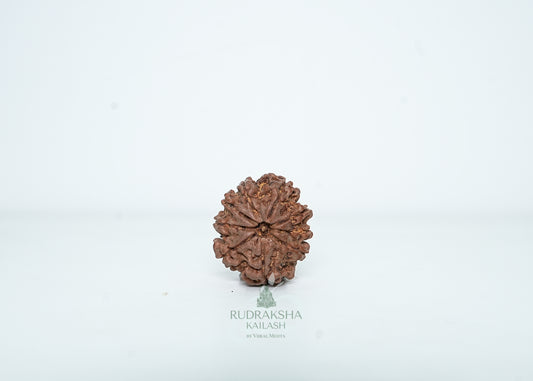 9 Mukhi Nepali Rudraksha - 0902
