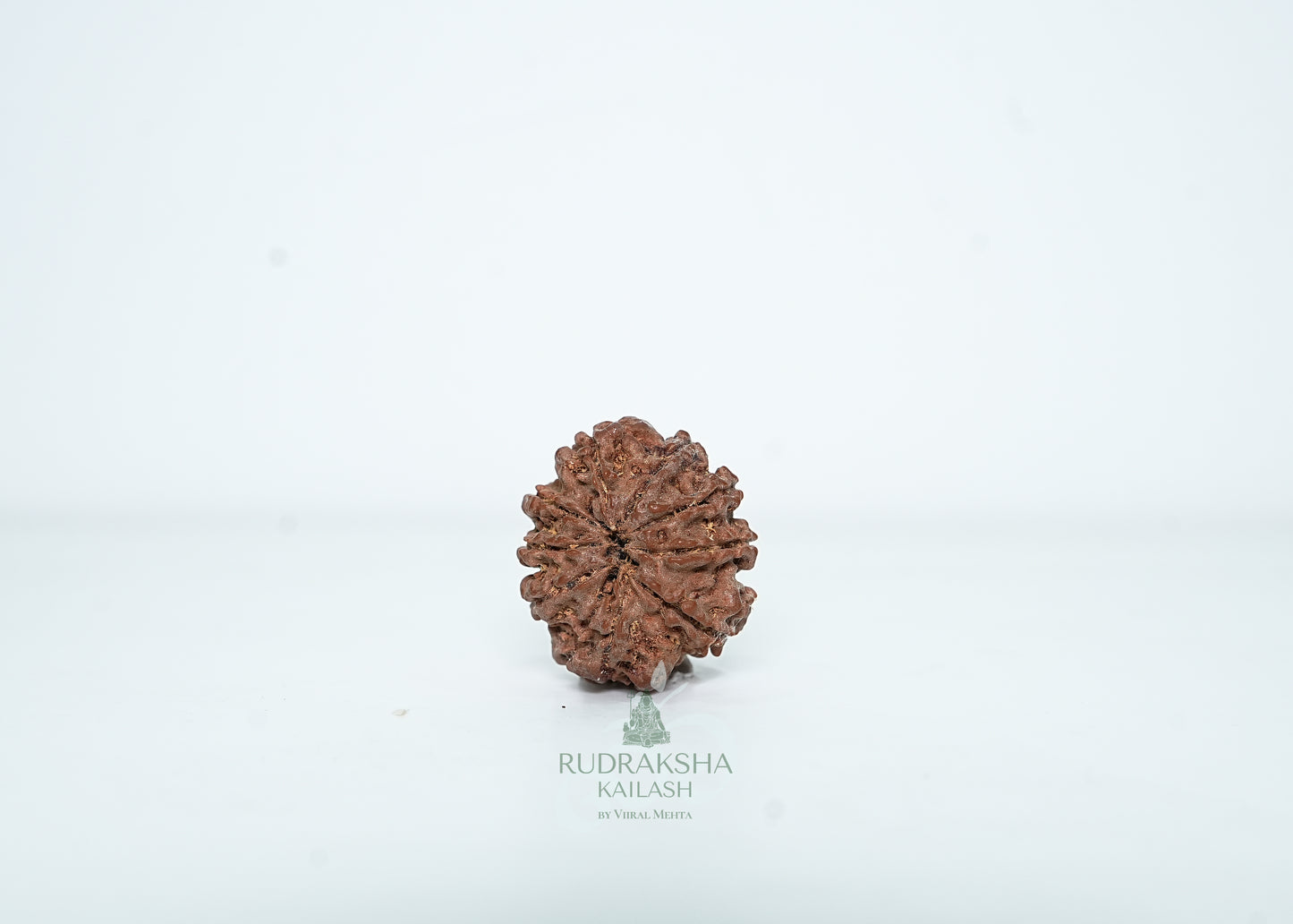 9 Mukhi Nepali Rudraksha - 0902