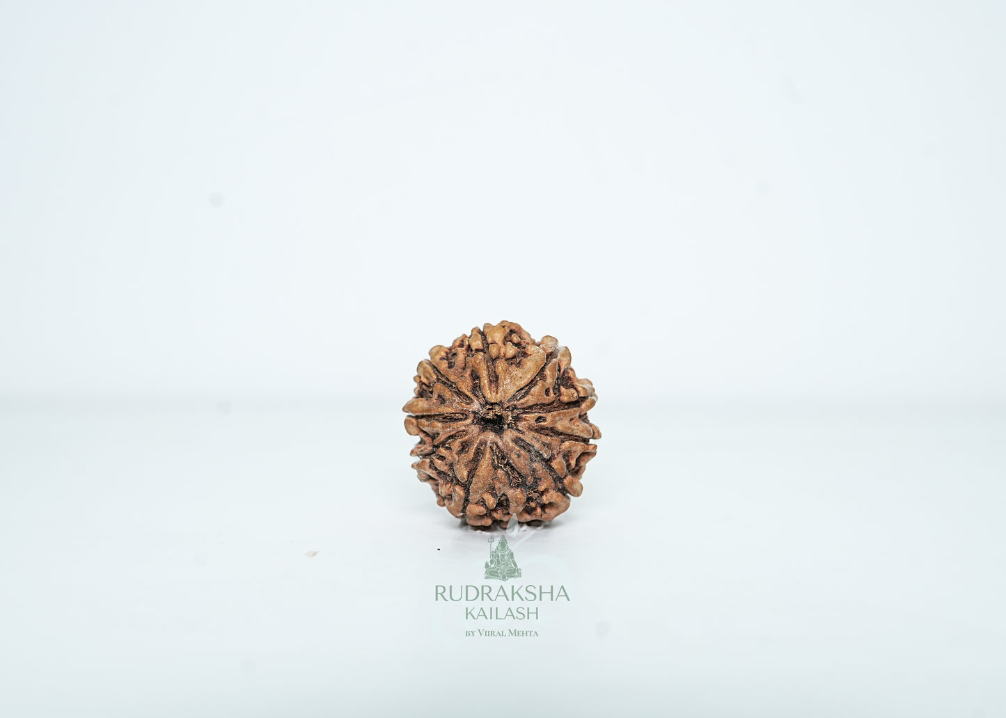 9 Mukhi Nepali Rudraksha - 0903