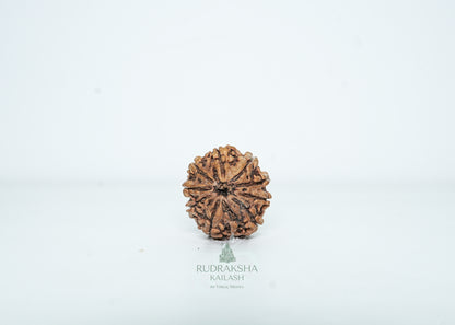 9 Mukhi Nepali Rudraksha - 0903