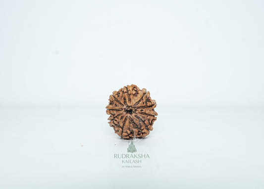 9 Mukhi Nepali Rudraksha - 0904
