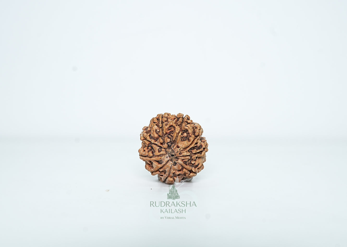 9 Mukhi Nepali Rudraksha - 0903